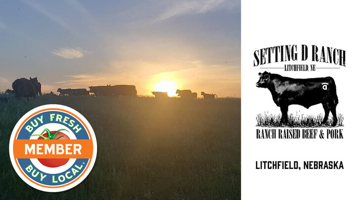 Setting D Ranch spotlight image showing cattle walking in a field at sunset