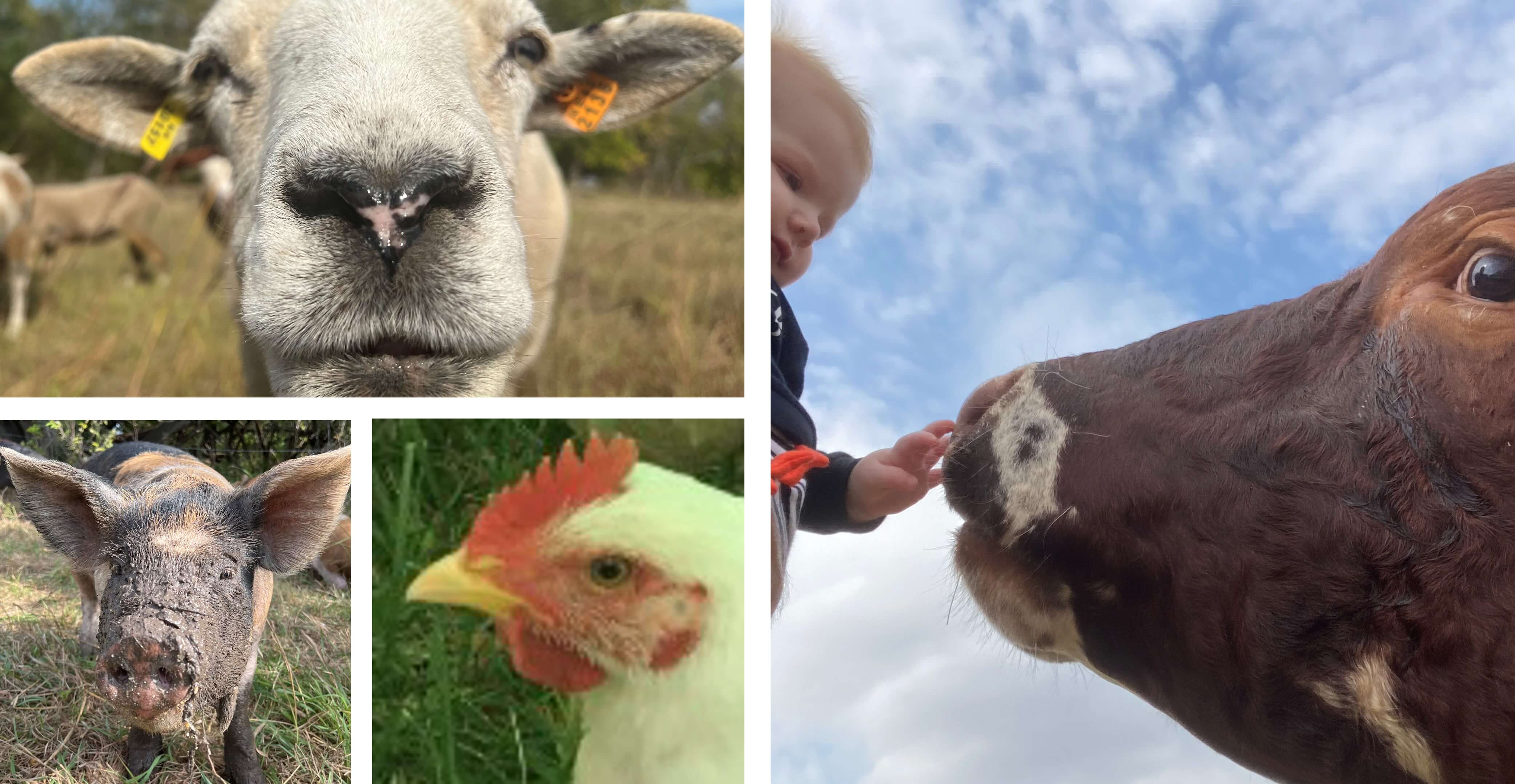 A compilation of images from DS Family Farm - sheep, hog, chicken, child petting nose of cow