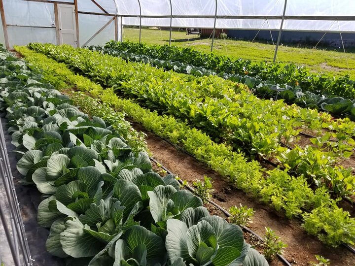 Inside one of Painter Produce's hoop houses